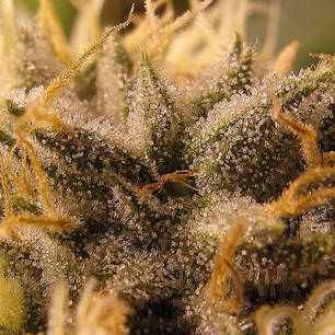 Criminal + Ripper Seeds